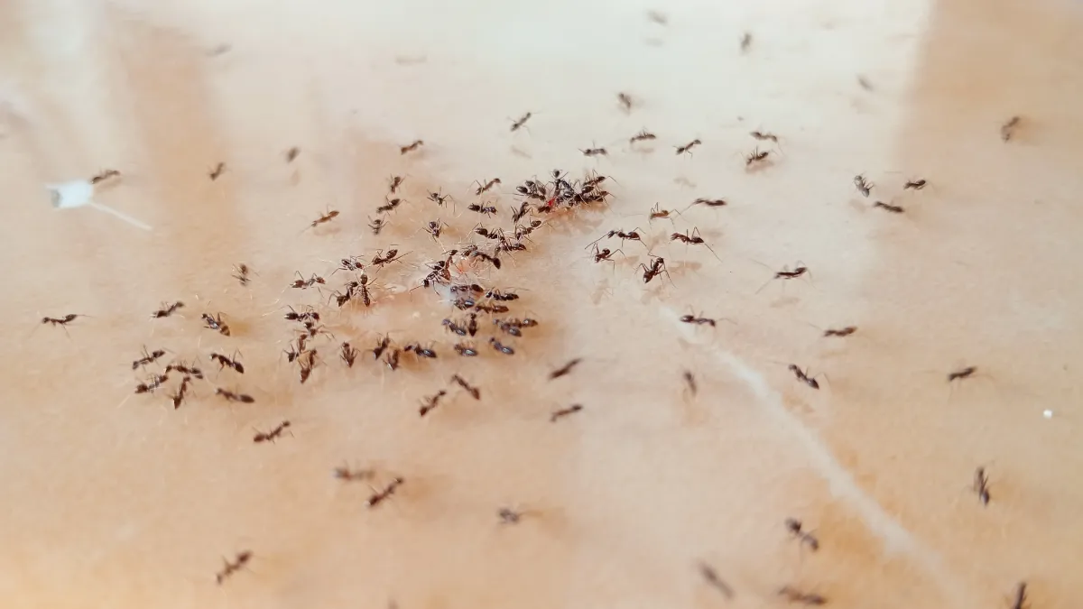 Naturliga sätt att få bukt med myror i huset