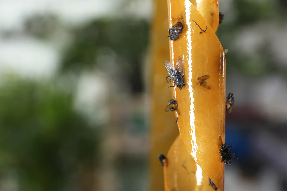 Naturliga metoder för att hålla insekter borta från hemmet